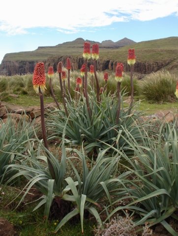 Kniphofia caulescens